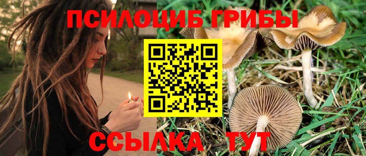 Сухой Лог  Галлюциногенные грибы Psilocybine cubensis  Галлюциногенные грибы мицелий  Вход с VPN 